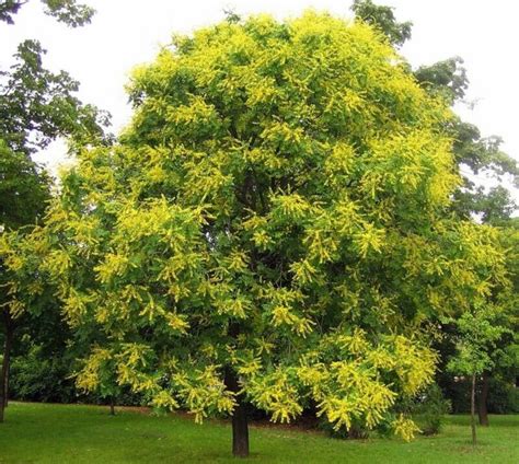 Koelreuteria Paniculata - Goldenraintree